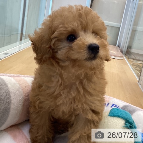 香川県のトイプードル(トイ) (ペットプラス 綾川店/2026年5月22日生まれ/男の子/アプリコット)の子犬の4枚目の画像