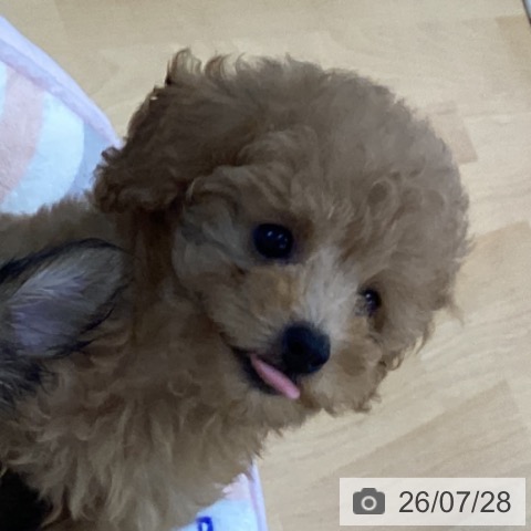香川県のトイプードル(トイ) (ペットプラス 綾川店/2026年5月22日生まれ/男の子/アプリコット)の子犬の3枚目の画像