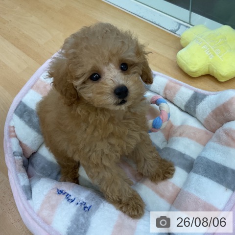 香川県のトイプードル(トイ) (ペットプラス 綾川店/2026年5月22日生まれ/男の子/アプリコット)の子犬の4枚目の画像
