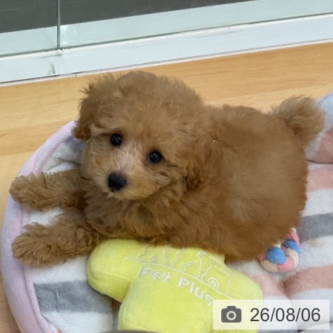 香川県のトイプードル(トイ) (ペットプラス 綾川店/2026年5月22日生まれ/男の子/アプリコット)の子犬の3枚目の画像