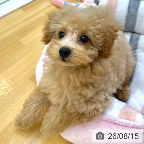 香川県のトイプードル(トイ) (ペットプラス 高松店/2026年5月22日生まれ/男の子/アプリコット)の子犬の3枚目の画像