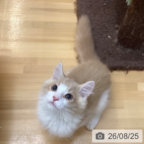 徳島県のノルウェージャンフォレストキャット (ペットプラス 徳島店/2026年5月15日生まれ/男の子/クリームタビーホワイト)の子猫の4枚目の画像