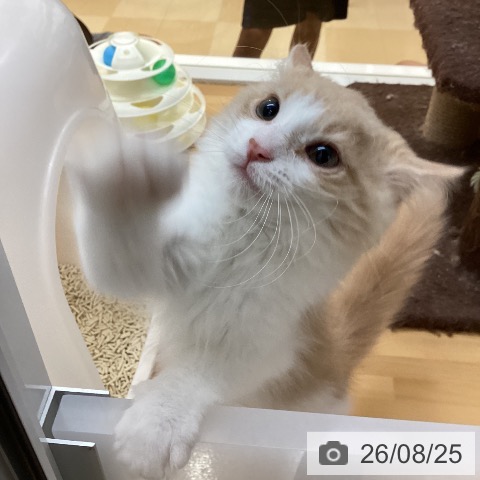 徳島県のノルウェージャンフォレストキャット (ペットプラス 徳島店/2026年5月15日生まれ/男の子/クリームタビーホワイト)の子猫の3枚目の画像