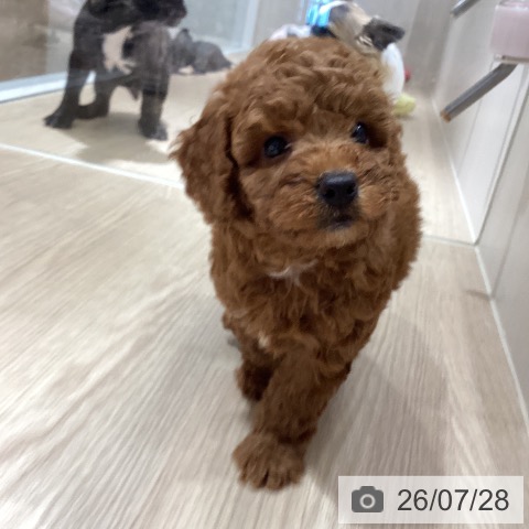 徳島県のトイプードル(トイ) (ペットプラス 徳島店/2026年5月24日生まれ/男の子/レッド)の子犬の4枚目の画像