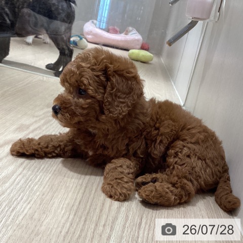 徳島県のトイプードル(トイ) (ペットプラス 徳島店/2026年5月24日生まれ/男の子/レッド)の子犬の3枚目の画像