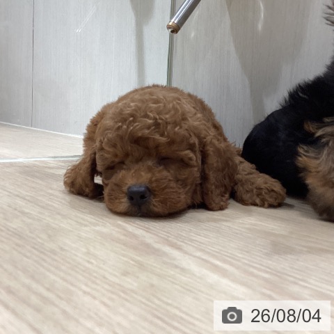 徳島県のトイプードル(トイ) (ペットプラス 徳島店/2026年5月24日生まれ/男の子/レッド)の子犬の3枚目の画像