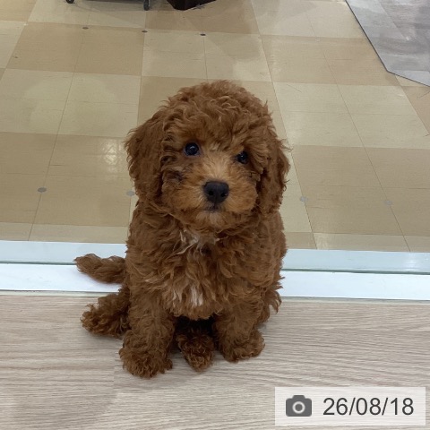 徳島県のトイプードル(トイ) (ペットプラス 徳島店/2026年5月24日生まれ/男の子/レッド)の子犬の3枚目の画像