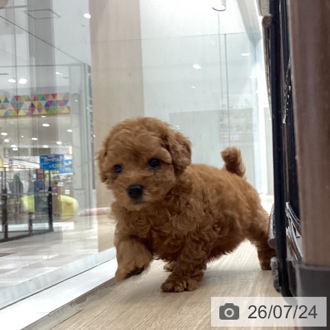 徳島県のトイプードル(トイ) (ペットプラス 徳島店/2026年5月24日生まれ/女の子/レッド)の子犬の3枚目の画像