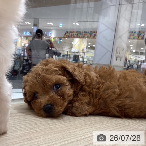 徳島県のトイプードル(トイ) (ペットプラス 徳島店/2026年5月24日生まれ/女の子/レッド)の子犬の3枚目の画像