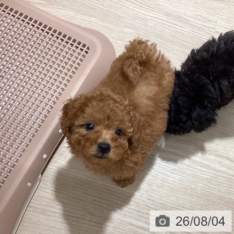 徳島県のトイプードル(トイ) (ペットプラス 徳島店/2026年5月24日生まれ/女の子/レッド)の子犬の3枚目の画像
