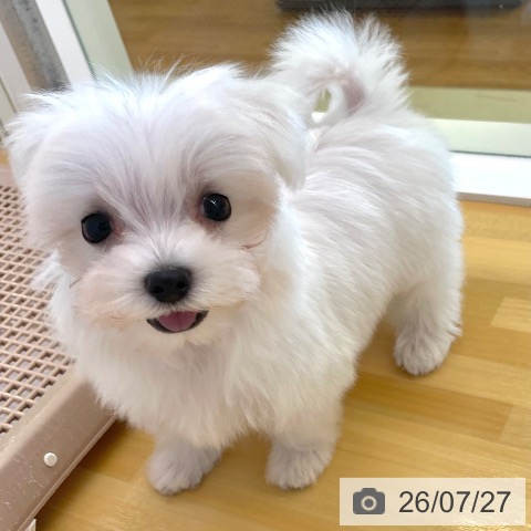 マルチーズの写真