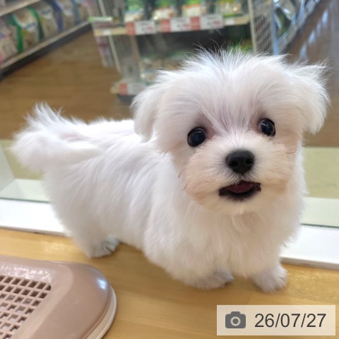 マルチーズの写真
