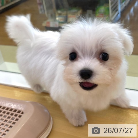 マルチーズの写真