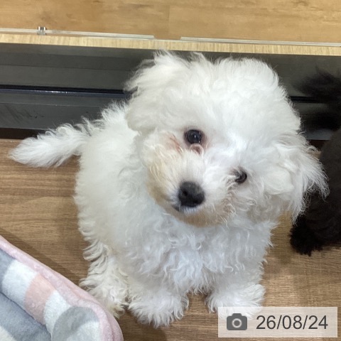 鳥取県のビションフリーゼ (ペッツワン 日吉津店/2026年5月20日生まれ/男の子/ホワイト)の子犬の3枚目の画像