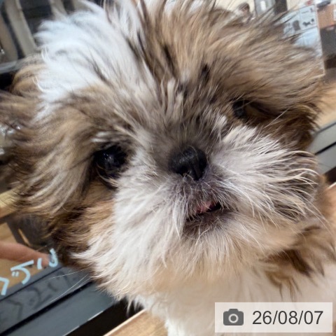 岡山県のシーズー (ペッツワン 岡山南店/2026年5月20日生まれ/女の子/ゴールドホワイト)の子犬の4枚目の画像