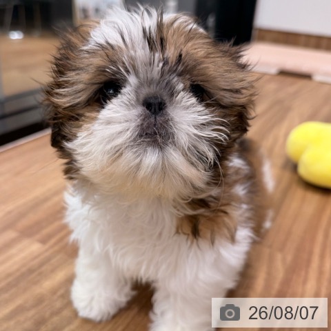 岡山県のシーズー (ペッツワン 岡山南店/2026年5月20日生まれ/女の子/ゴールドホワイト)の子犬の3枚目の画像