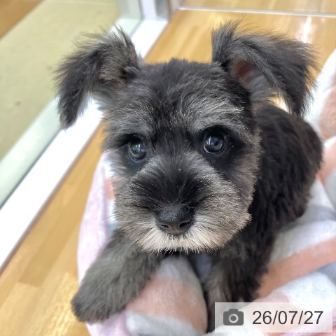 ミニチュア・シュナウザーの写真