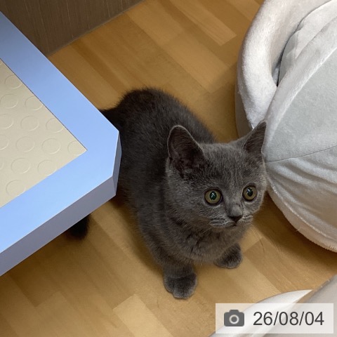 徳島県のブリティッシュショートヘアー (ペットプラス 徳島店/2026年5月25日生まれ/男の子/ブルー)の子猫の4枚目の画像