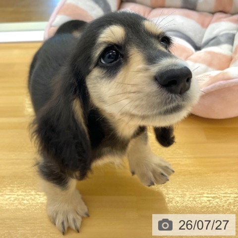 ミニチュア・ダックスフンドの写真