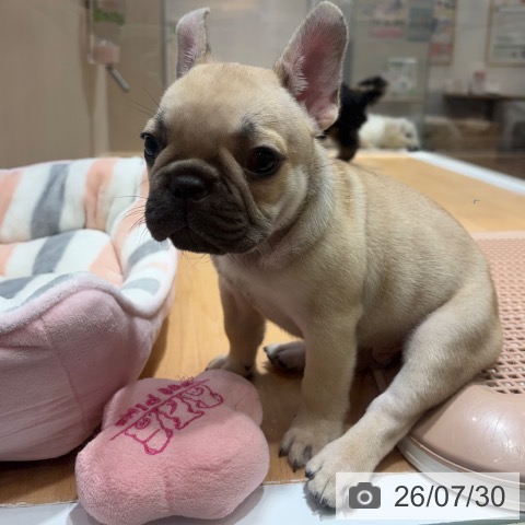 奈良県のフレンチブルドッグ (ペットプラス 大和郡山店/2026年5月27日生まれ/男の子/フォーン)の子犬の4枚目の画像