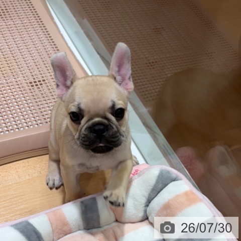 奈良県のフレンチブルドッグ (ペットプラス 大和郡山店/2026年5月27日生まれ/男の子/フォーン)の子犬の3枚目の画像