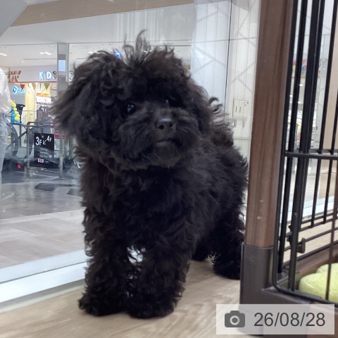 徳島県のトイプードル(トイ) (ペットプラス 徳島店/2026年5月28日生まれ/女の子/ブラック)の子犬の4枚目の画像