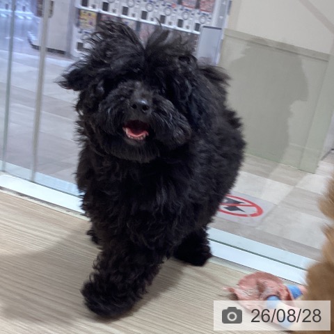 徳島県のトイプードル(トイ) (ペットプラス 徳島店/2026年5月28日生まれ/女の子/ブラック)の子犬の3枚目の画像