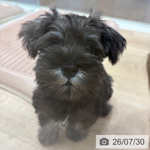 ミニチュア・シュナウザーの写真