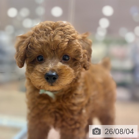大阪府のトイプードル(トイ) (ペットプラス イオン大日店/2026年5月28日生まれ/男の子/レッドフォーン)の子犬の4枚目の画像