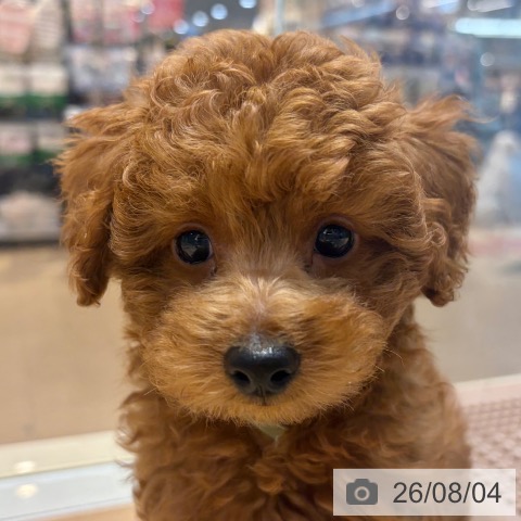 大阪府のトイプードル(トイ) (ペットプラス イオン大日店/2026年5月28日生まれ/男の子/レッドフォーン)の子犬の3枚目の画像