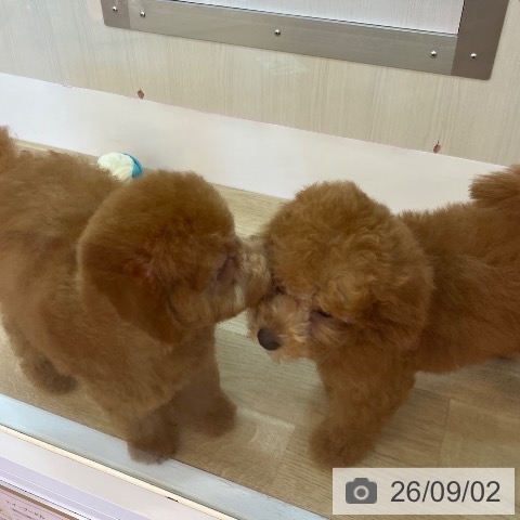兵庫県のトイプードル(トイ) (ペットプラス 姫路大津店/2026年5月28日生まれ/男の子/レッドフォーン)の子犬の3枚目の画像