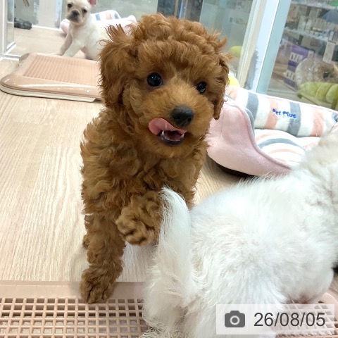 大阪府のトイプードル(トイ) (ペットプラス ららぽーと和泉店/2026年5月28日生まれ/男の子/レッドフォーン)の子犬の3枚目の画像