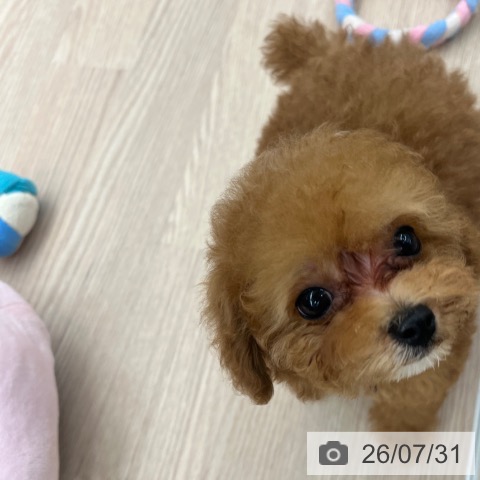 京都府のトイプードル(トイ) (ペットプラス 京都桂川店/2026年5月23日生まれ/男の子/レッド)の子犬の4枚目の画像