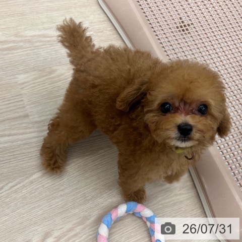 京都府のトイプードル(トイ) (ペットプラス 京都桂川店/2026年5月23日生まれ/男の子/レッド)の子犬の3枚目の画像