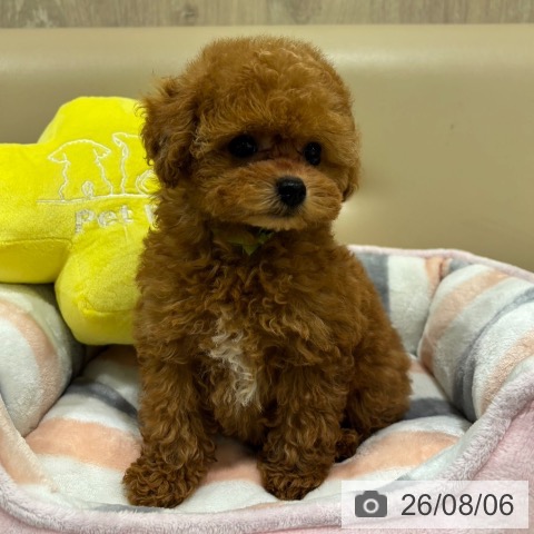 大阪府のトイプードル(トイ) (ペットプラス イオン大日店/2026年5月23日生まれ/男の子/レッド)の子犬の4枚目の画像