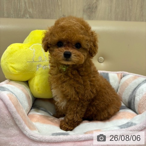 大阪府のトイプードル(トイ) (ペットプラス イオン大日店/2026年5月23日生まれ/男の子/レッド)の子犬の3枚目の画像