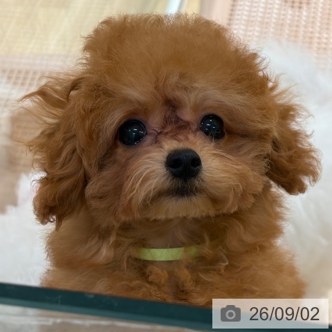 大阪府のトイプードル(トイ) (ペットプラス イオン大日店/2026年5月23日生まれ/男の子/レッド)の子犬の4枚目の画像