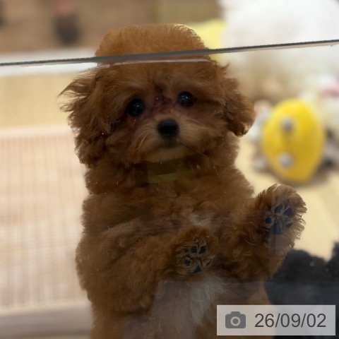 大阪府のトイプードル(トイ) (ペットプラス イオン大日店/2026年5月23日生まれ/男の子/レッド)の子犬の3枚目の画像