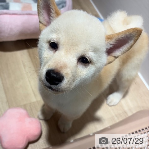 柴の写真
