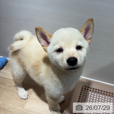 柴の写真