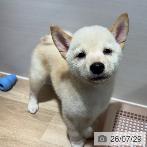 兵庫県の柴犬(標準サイズ) (ペットプラス 神戸三宮店/2026年5月24日生まれ/男の子/白)の子犬の4枚目の画像