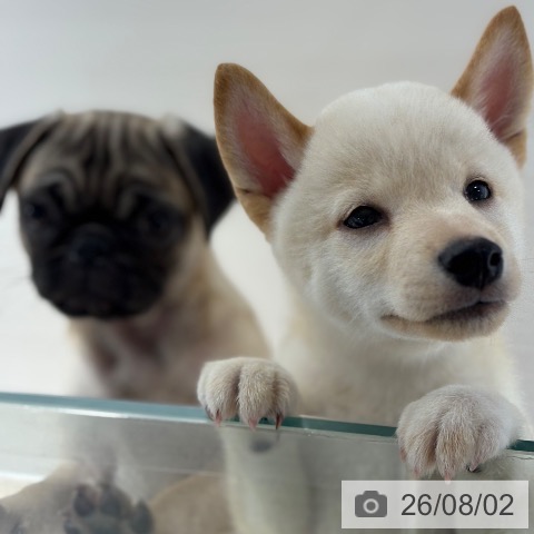 兵庫県の柴犬(標準サイズ) (ペットプラス 神戸三宮店/2026年5月24日生まれ/男の子/白)の子犬の3枚目の画像
