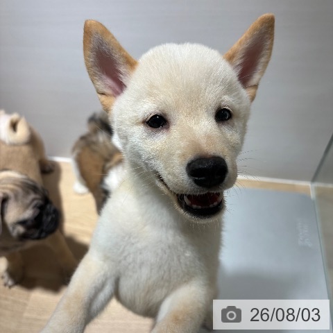 兵庫県の柴犬(標準サイズ) (ペットプラス 神戸三宮店/2026年5月24日生まれ/男の子/白)の子犬の3枚目の画像