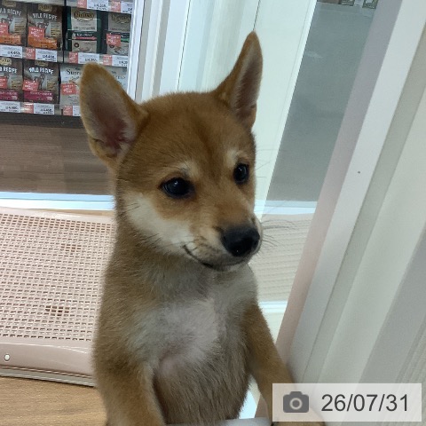 柴の写真