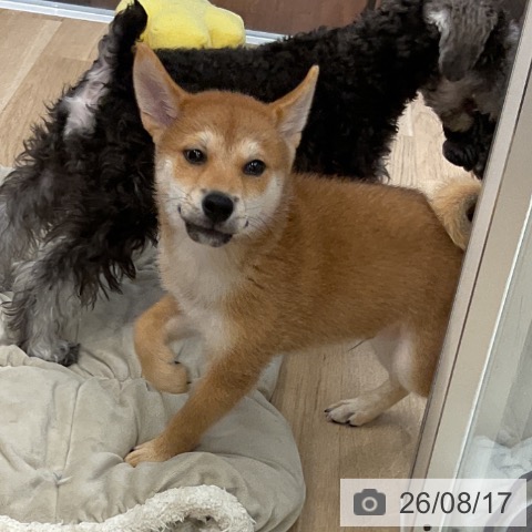 大阪府の柴犬(標準サイズ) (ペットプラス りんくう泉南店/2026年5月28日生まれ/男の子/赤)の子犬の3枚目の画像