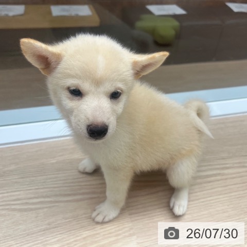 京都府の柴犬(標準サイズ) (ペットプラス 京都桂川店/2026年5月28日生まれ/女の子/白)の子犬の4枚目の画像