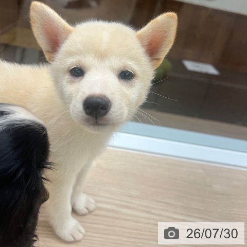 京都府の柴犬(標準サイズ) (ペットプラス 京都桂川店/2026年5月28日生まれ/女の子/白)の子犬の3枚目の画像