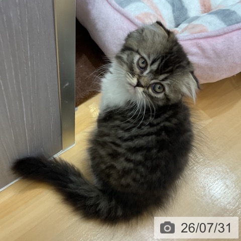 香川県のスコティッシュフォールド (ペットプラス 綾川店/2026年5月29日生まれ/男の子/ブラウンタビーホワイト)の子猫の4枚目の画像