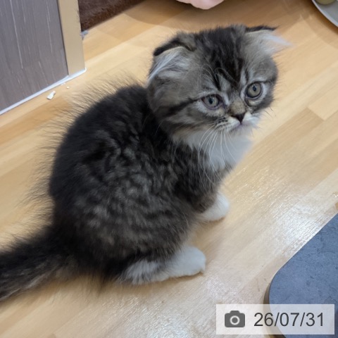 香川県のスコティッシュフォールド (ペットプラス 綾川店/2026年5月29日生まれ/男の子/ブラウンタビーホワイト)の子猫の3枚目の画像