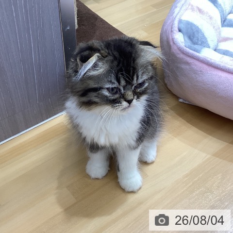 香川県のスコティッシュフォールド (ペットプラス 綾川店/2026年5月29日生まれ/男の子/ブラウンタビーホワイト)の子猫の4枚目の画像